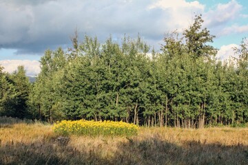 Many yellow flowers of Solidago canadensis in a meadow near the forest