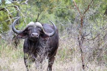 Cape buffalo (Syncerus caffer caffer) pictured in the Timbavati Reserve, South Africa