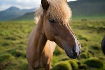 Obraz premium Icelandic horses grazing at the Berg Horse Farm in Iceland
