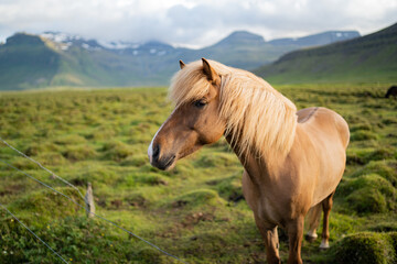 Fototapeta na wymiar Icelandic horses grazing at the Berg Horse Farm in Iceland