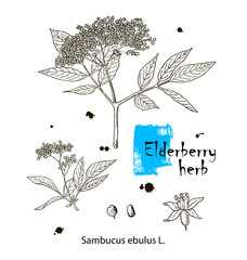 Ink elderberry herbal illustration. Hand drawn botanical sketch style. Absolutely vector. Good for using in packaging - tea, condinent, oil etc - and other applications