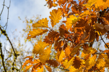 Fototapeta na wymiar Yellow oak leaves in fall lit by the sun with blurred background