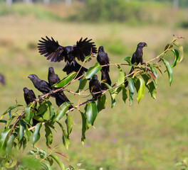 Family is Smooth-billed Ani