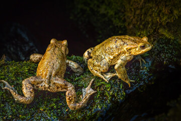 Common toad during toad migration at a sunny day in spring.