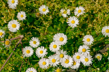 Beautiful chamomile flowers in meadow. Spring or summer nature scene