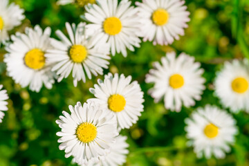 Beautiful chamomile flowers in meadow. Spring or summer nature scene