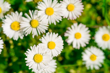 Obraz premium Beautiful chamomile flowers in meadow. Spring or summer nature scene