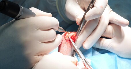 Surgery to replace the knee joint and its ligaments in a dog after an injury. A professional...