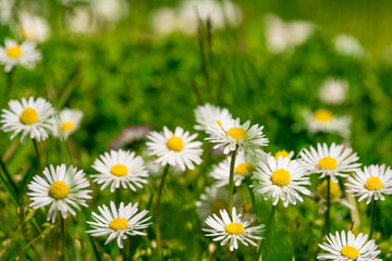Fototapeta premium Beautiful chamomile flowers in meadow. Spring or summer nature scene