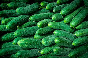 Pile of cucumbers. Cucumbers from the field