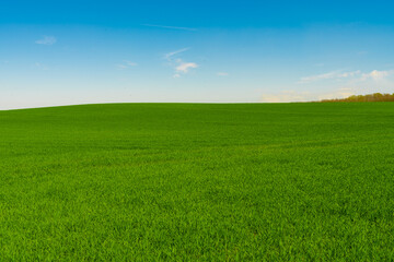 Idyllic grassland, rolling green fields, blue sky and white clouds in the background