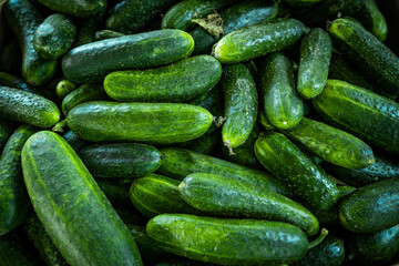  Fresh cucumber background. Green cucumbers