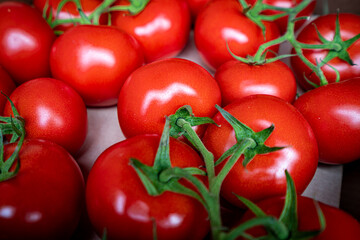 red tomatoes background. Group of tomatoes