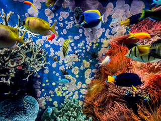  Underwater Scene With Coral Reef And Tropical Fish