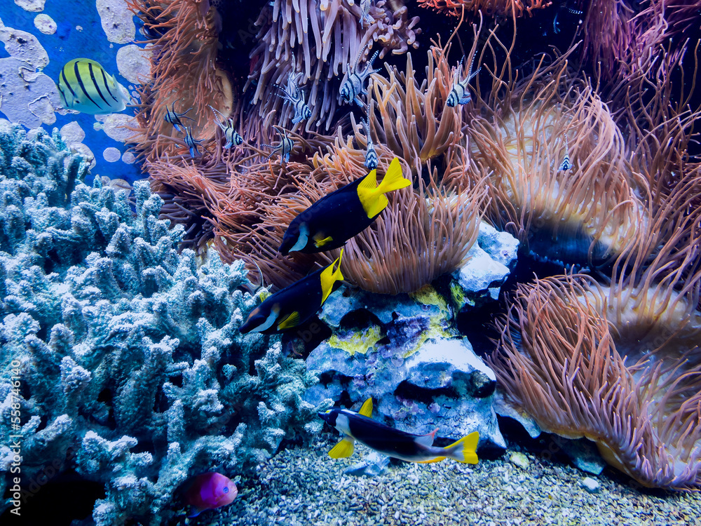 Wall mural  tropical fish on a coral reef