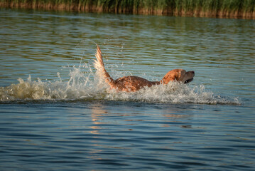 Obraz premium Beautiful thoroughbred labrador retriever plays in the river in summer.
