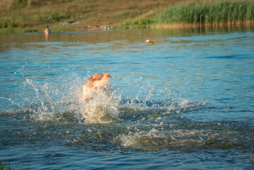Fototapeta premium Beautiful thoroughbred labrador retriever plays in the river in summer.