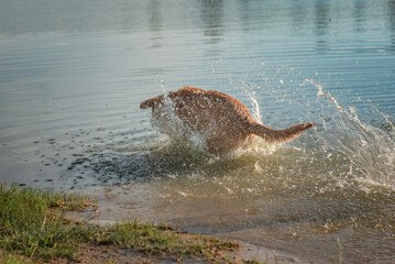 Fototapeta premium Beautiful thoroughbred labrador retriever plays in the river in summer.