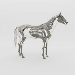 3D illustration of horse anatomy with transparent body and skeleton with clean white background lateral view © victor.biosphera