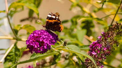 Macro of Vanessa atalanta, red admiral butterfly, on a flower