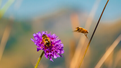 Eristalis tenax, dronefly, at the famous Walmendinger Horn summit, Kleinwalsertal valley, Riezlern, Vorarlberg, Austria