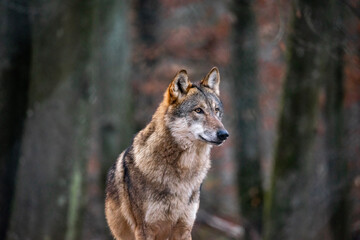 gray wolf lupus