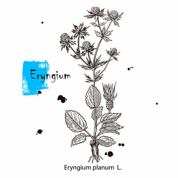 drawing picture isolate on white background, eryngium field plant, thistle, sketch, hand drawn digital vector illustration