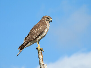 Juvenile red shouldered hawk in the Lake Apopka Wildlife Reguge
