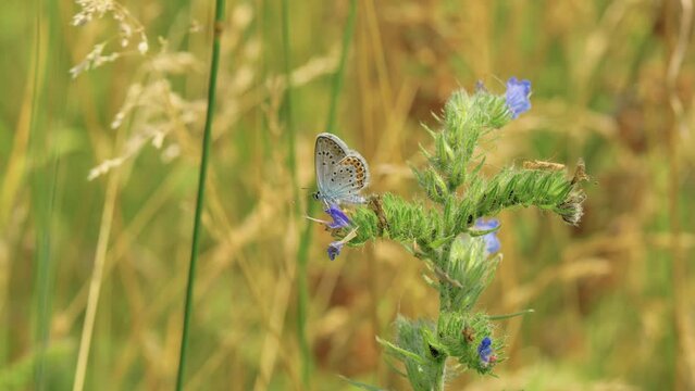 Dusky Large Blue (Phengaris nausithous) On Wild Flowers