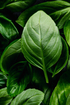 A close up photo of a bsil leaf
