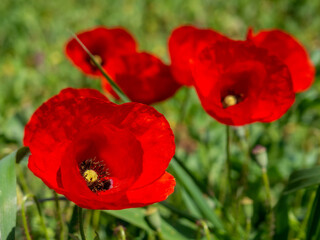 Red Poppies blur against a grass background