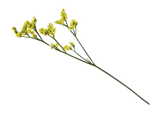 Twig of yellow limonium flowers isolated on white or transparent background