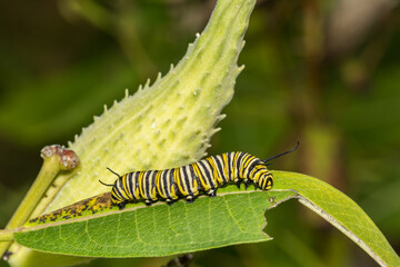 Monarch Caterpillar - Danaus plexippus