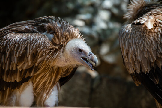 Portrait of a Ruppell griffon vulture, closeup