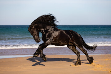 Friesian Horse playing and gallopping at the beach