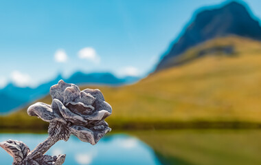 Details of a beautiful stone rose at the famous Kanzelwand summit, Kleinwalsertal valley, Riezlern, Vorarlberg, Austria