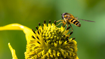 Bee Gathering Pollen from an Accommodating Flower
