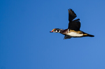Wood Duck Flying in a Blue Sky