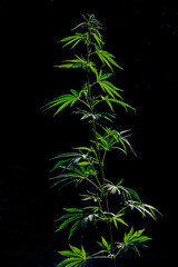The cannabis plant on a dark background. The texture of the leaves of cannabis. Selective focus.