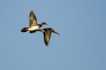 Pair of Wood Ducks Flying in a Blue Sky