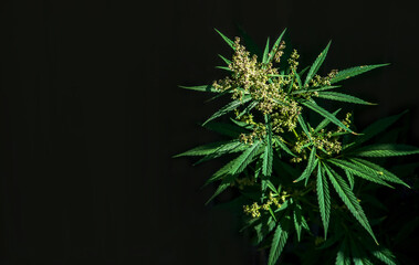 Blooming plant of marijuana illuminated by bright sun on a dark background. Selective focus.