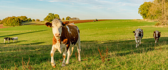 cows on the beautiful grassland in evening light © Anselm