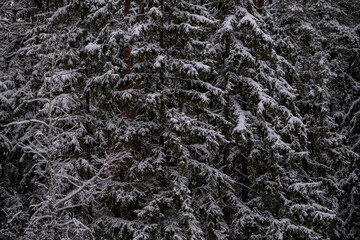 White winter texture of threes. Snow covered trees in white winter. White winter forest with frozen trees. Cold day in snowy winter forest on white and gray colors background.
