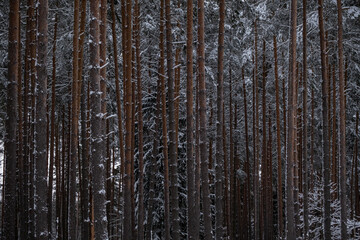 Fototapeta premium Pine tree Pinus sylvestris trunks background in snowy winter forest