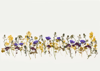 Pattern of pressed dried flowers of field plants. Mockup for greeting card, wedding invitation.
