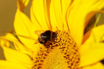 Gros plan sur un bourdon butinant une fleur de tournesol