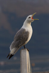 Black legged kittiwake screams loudly along coast near Valdez, Alaska, United States