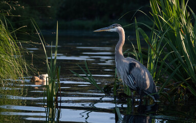 great blue heron