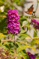 Macroglossum stellatarum, hummingbird hawkmoth, feeding from a flower