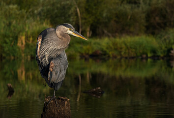 great blue heron